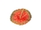 LADDU GOPAK POSHAK NO-1